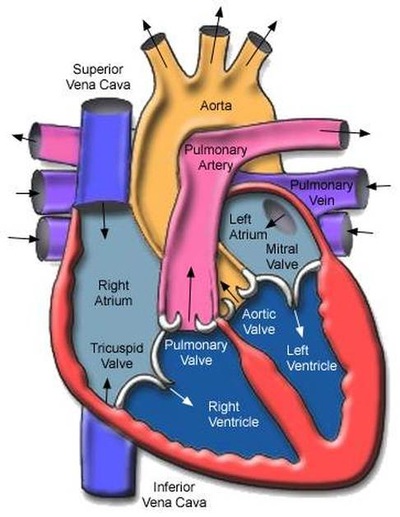 Cardiovascular System - Life Science