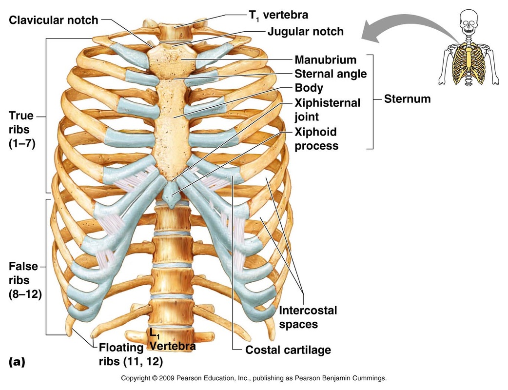 Rib Cage Anatomy Posterior Skelett System Brustkorb Anatomie