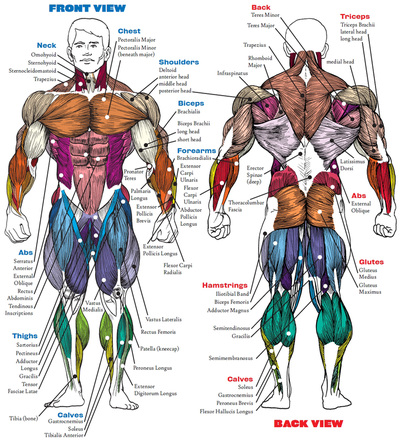 Muscular System - Life Science